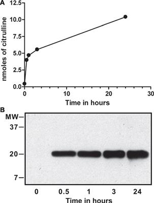 B Cell Tolerance to Deiminated Histones in BALB/c, C57BL/6, and Autoimmune-Prone Mouse Strains